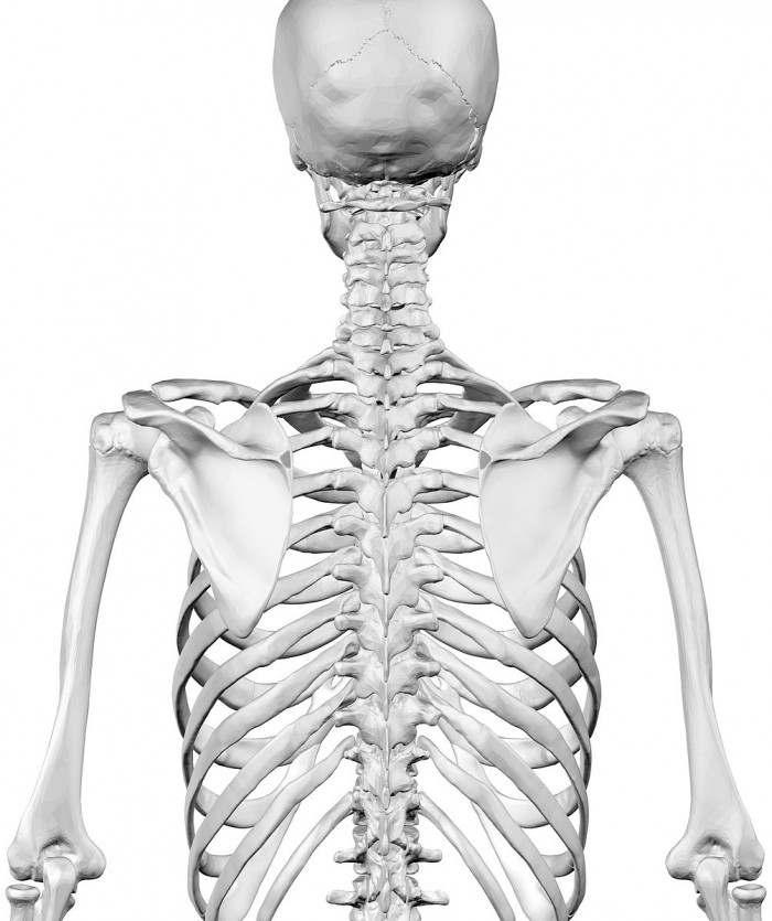 Human_Skeleton_Upper_Body_Posterior_View.jpg